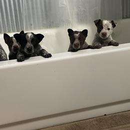 Australian Cattle Dog Puppies from Twisted C Heelers