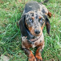 Poppy - Dachshund