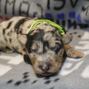 Border Collie, Golden Retriever, and Sporty Mix Puppies from Kreger's K9s