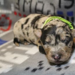 Border Collie, Golden Retriever, and Sporty Mix Puppies from Kreger's K9s