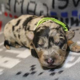 Border Collie, Golden Retriever, and Sporty Mix Puppies from Kreger's K9s