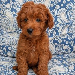 Bryson - Red  male Goldendoodle puppy in Grosse Ile Township, Michigan from Mini Island Doodles