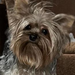 Fancy Evi - Yorkshire Terrier