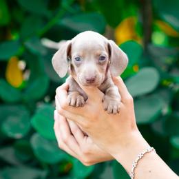 Bruno - Fawn (isabella) and tan male Dachshund puppy in Fort Myers, Florida from Blossom Paws