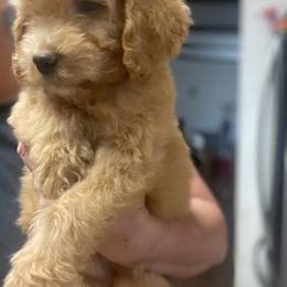 Aussiedoodle, Poodle, and Saint Berdoodle Puppies from Remington Kennels, LLC