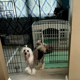 Maui - Slate male Chinese Crested puppy in Blue Earth, Minnesota from Ciao Bella Chinese Cresteds