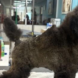 Poodles from Twindo Poodles