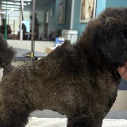Poodles from Twindo Poodles