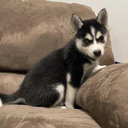 Dachshunds, Pomeranians, and Pomskies from Brandie Kelley