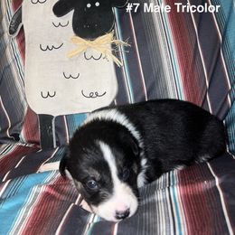 Midnight Flyer - Coal - Tri-color male Border Collie puppy in Liverpool, Pennsylvania from Breezy Acres Stock & Sporting Dogs