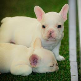 French Bulldog puppies from Diondre Lee