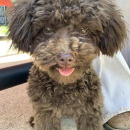 Golden Retriever and Poodle All Grown Up from Meagan Nielson’s Precious Pups