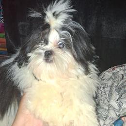 Rose - Black and white female Shih Tzu puppy in Birmingham, Alabama from K&D kennels