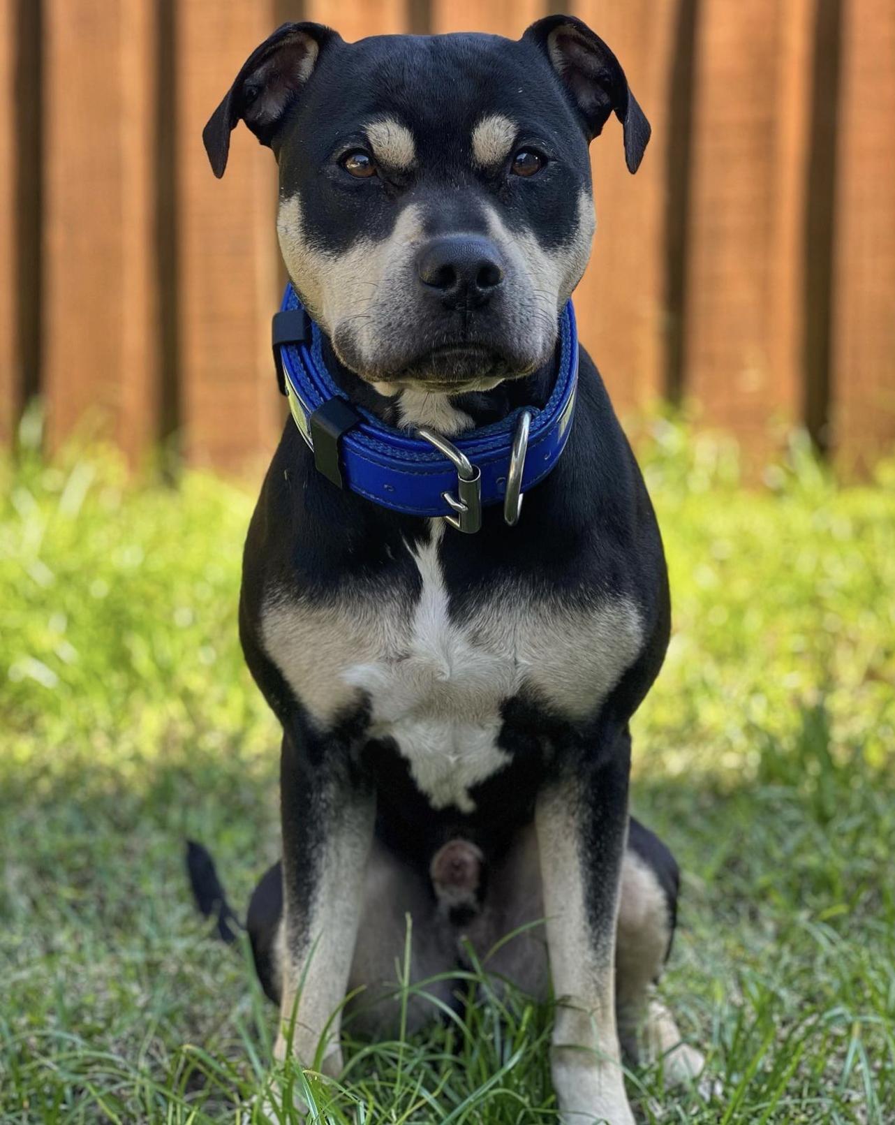 Kovu