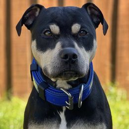 Kovu - American Pit Bull Terrier