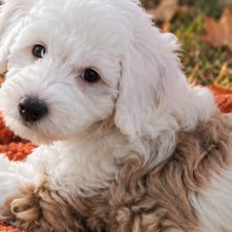 Aussiedoodles, Goldendoodles, and Labradoodles from Southern Olive Doodles 🫒