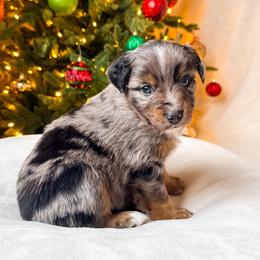 Douglas Fir - Blue merle male Miniature American Shepherd puppy in Idaho Falls, Idaho from Sugartop Minis