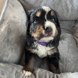 Bernese Mountain Dog Puppies from Hilltop K9