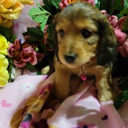 Dachshund Puppies from CLARK'S BREEDING PROGRAM