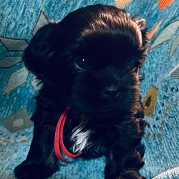 Juliette - Black female Shih Tzu puppy in Easley, South Carolina from Full of Shih Tzus