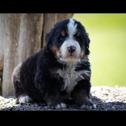 Vintage Smoke - Black tan and white male Bernese Mountain Dog puppy in Winigan, Missouri from Home Sweet Bernese