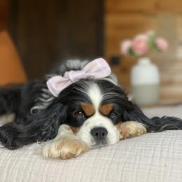 Tisha - Cavalier King Charles Spaniel
