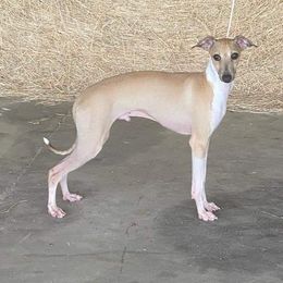 Edit - Italian Greyhound