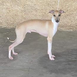 Edit - Italian Greyhound