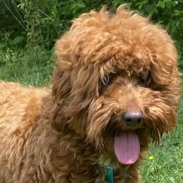 Roo - Australian Labradoodle