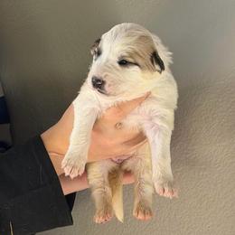 Veronica- green - Badger female Colorado Mountain Dog puppy in Cotopaxi, Colorado from Once Upon A Moose (OUM)