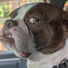 Bo Duke - Boston Terrier