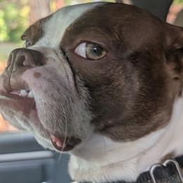 Bo Duke - Boston Terrier