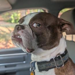 Bo Duke - Boston Terrier