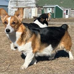 Laney - Pembroke Welsh Corgi