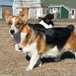 Laney - Pembroke Welsh Corgi
