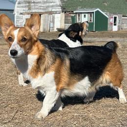 Laney - Pembroke Welsh Corgi