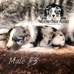 Boy 3 - Blue merle male Australian Shepherd puppy in Harpers Ferry, Iowa from Wexford Creek Aussies, LLC