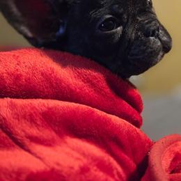 Mario - Black and white male French Bulldog puppy in Capitol Heights, Maryland from Heritage Bully Co.