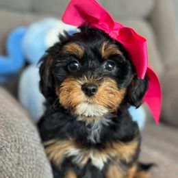 Molly - Black and tan brindle female Havapoo puppy in Loveland, Colorado from Littledoodles2love
