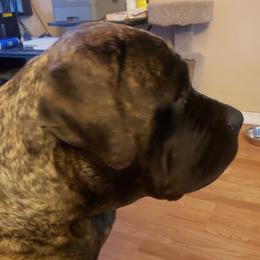 Juno - Mastiff