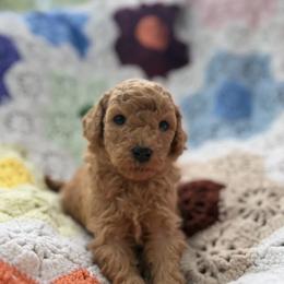 Russel - Apricot male Goldendoodle puppy in Bentonville, Arkansas from Bentonville Doodles