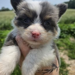 Lilac - Gray and white female American Corgi puppy in Bland, Missouri from Shadey Lane Corgis