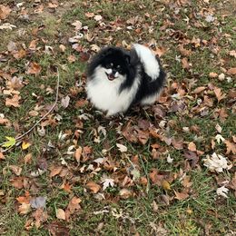 Preston - Pomeranian