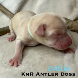 Callie - Yellow female Labrador Retriever puppy in Grants Pass, Oregon from KnR Antler Dogs ~ Labrador Retrievers & Corgis