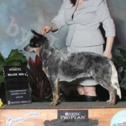 Deja - Australian Cattle Dog