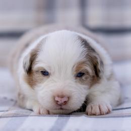 Flare - Red merle female Australian Shepherd puppy in Weatherford, Texas from Ridgestar Aussies
