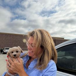 Princess-Dolly - Apricot female Maltipoo puppy in Lawrenceburg, Tennessee from LUV Poodles and Maltipoos