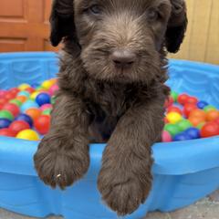 Saint Berdoodle Puppies from Gentle Giant Saint Berdoodles
