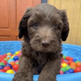 Saint Berdoodle Puppies from Gentle Giant Saint Berdoodles