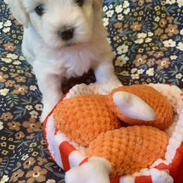 Coton de Tulear Puppies from Catawba Cotons